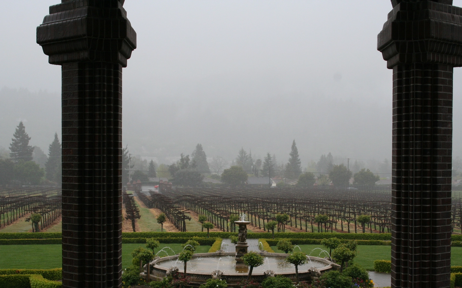 Fog over vineyard rows in Sonoma County